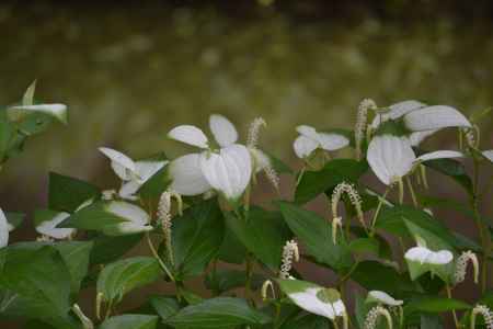 等持院　群生する半夏生