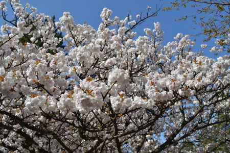 京都御苑の桜