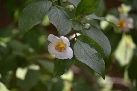 東林院　沙羅双樹その１