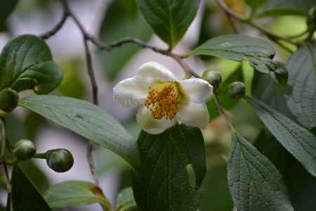 東林院　沙羅双樹その２
