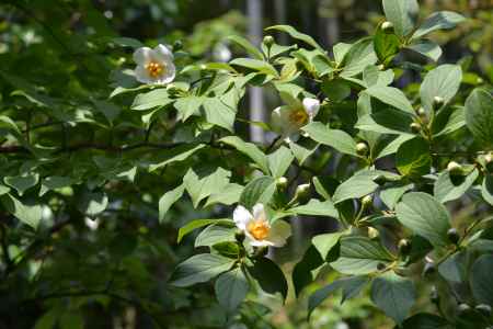 東林院　沙羅双樹その３