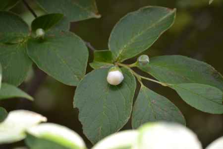 東林院　沙羅双樹の蕾