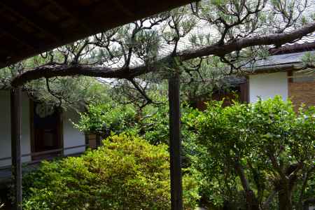 東林院　飛龍の宿り木その２