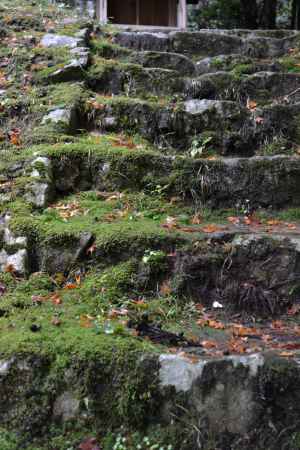 来迎院　苔生す石段