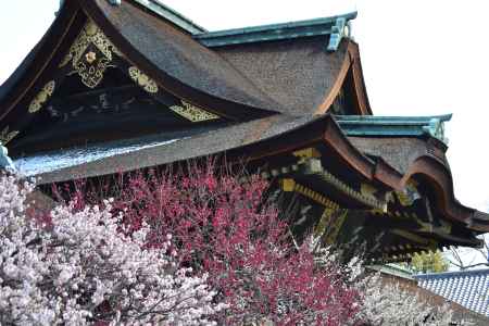 北野天満宮　満開の梅