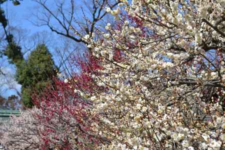 北野天満宮　梅　白・赤・ピンクのグラデーション