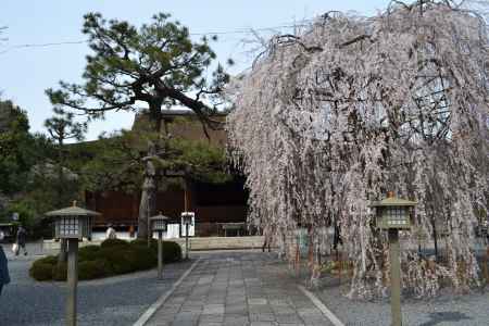 千本釈迦堂　松とおかめ桜