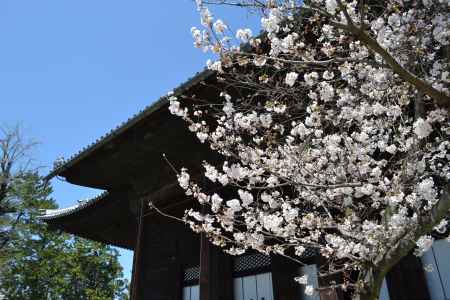 百萬遍知恩寺　御影堂と桜