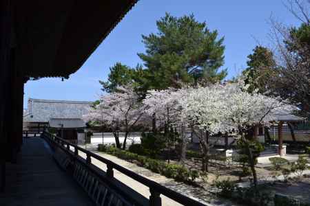 百萬遍知恩寺　御影堂からの桜