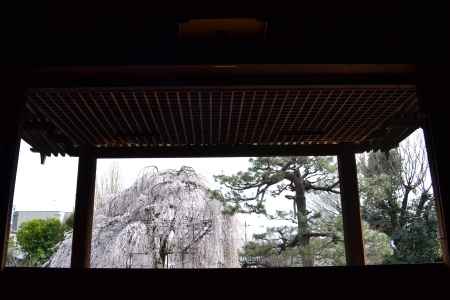 千本釈迦堂　本堂より枝垂桜と松を望む