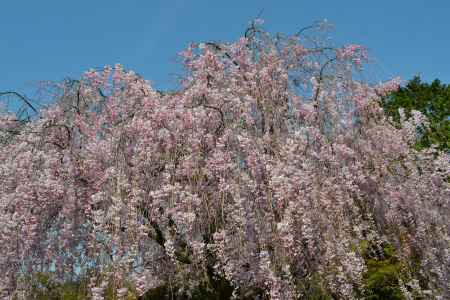 退蔵院　枝垂桜
