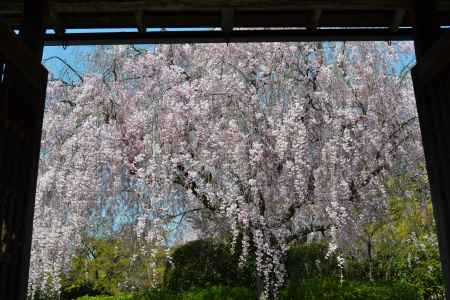 退蔵院　枝垂桜その２