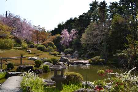 退蔵院　余香苑の桜