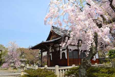 上品蓮台寺　お堂と桜