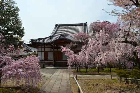 上品蓮台寺　参道と枝垂桜