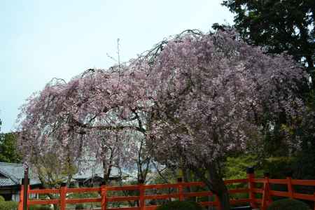 建勲神社　枝垂桜