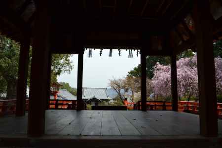 建勲神社　舞台と桜