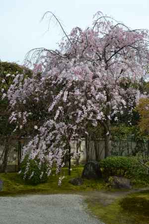正伝永源院　枝垂桜