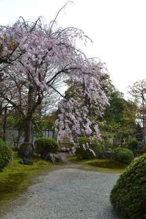 正伝永源院　枝垂桜その２