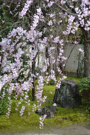 正伝永源院　枝垂桜その３