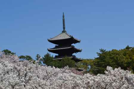 仁和寺　満開の御室桜その２