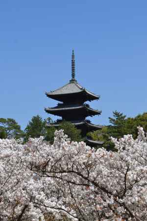仁和寺　満開の御室桜その３