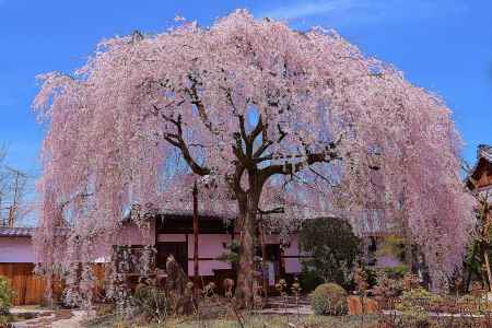 本満寺　枝垂桜