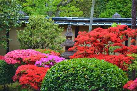 正伝永源院　灯篭と満開のつつじ