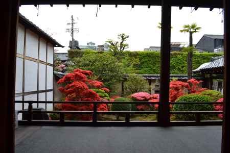 正伝永源院　満開のつつじ　茶席より