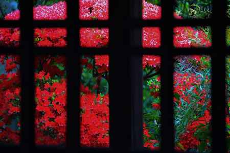 正伝永源院　格子と霧島つつじ