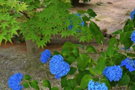 初夏の競演　青もみじと紫陽花