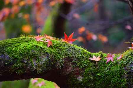 散り紅葉　青蓮院