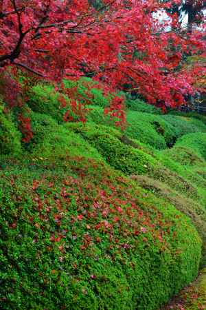 散り紅葉　光明院