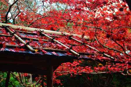 散り紅葉　厭離庵