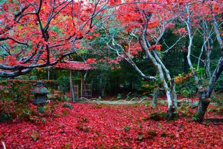 敷き紅葉　厭離庵