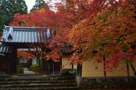 神護寺　本坊前の紅葉