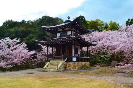 春を纏った観音堂