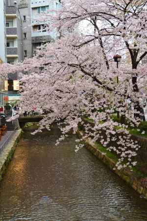 木屋町通りの桜