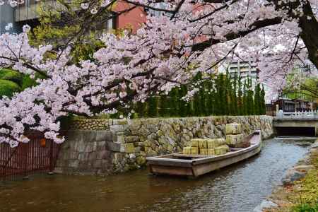 高瀬舟と桜