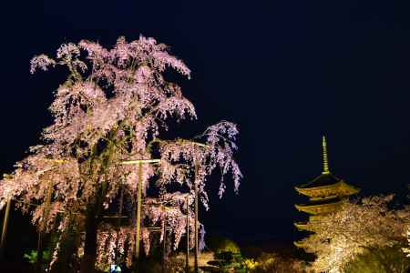 東寺　ライトアップ