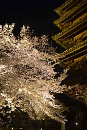 東寺　夜桜
