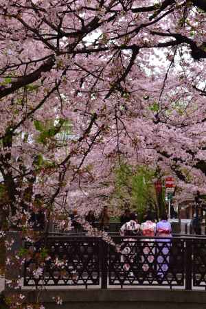 木屋町　春の賑わい　