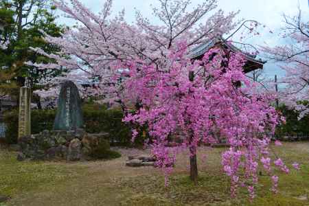 染井吉野と紅枝垂