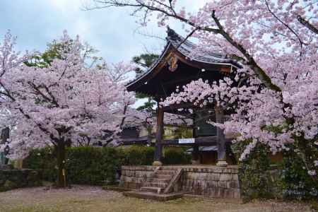 鐘楼と桜