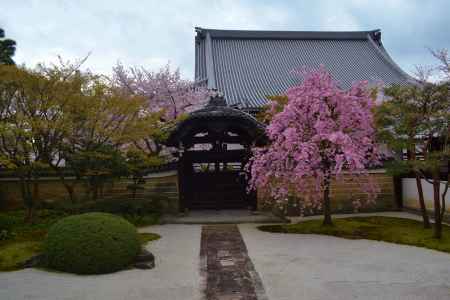 枝垂桜　四海唱導の庭