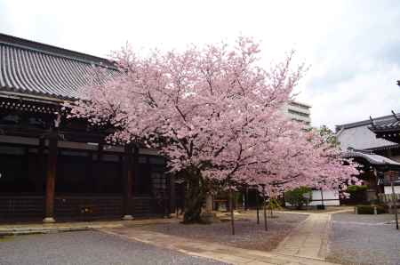 本堂と桜　本法寺