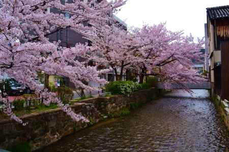 白川の桜