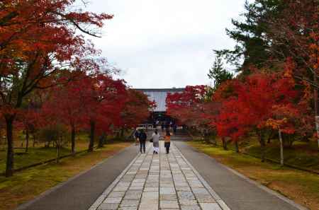 紅葉の参道を歩く　仁和寺
