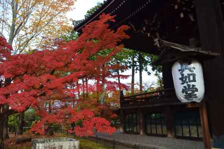 紅葉　真如堂