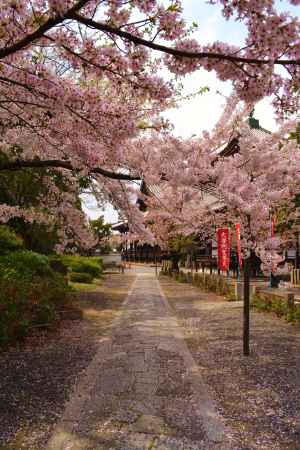 桜の参道　本法寺